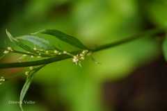 Prenanthes brunoniana